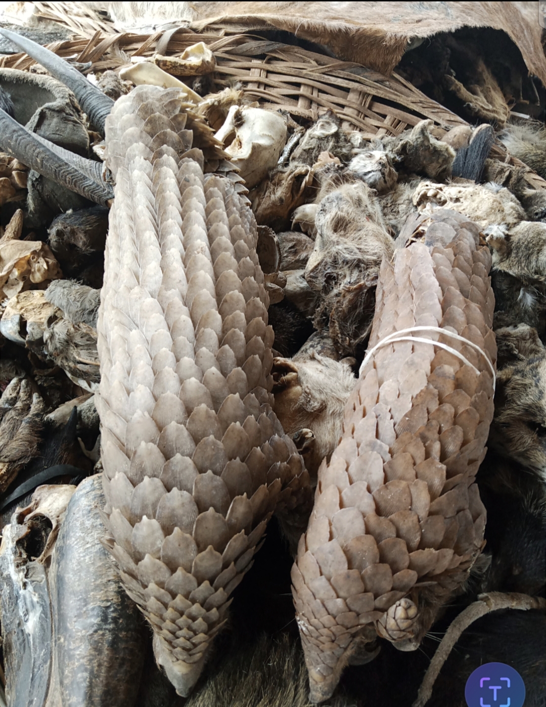 Des pangolins sur le marché de la médecine traditionnelle africaine