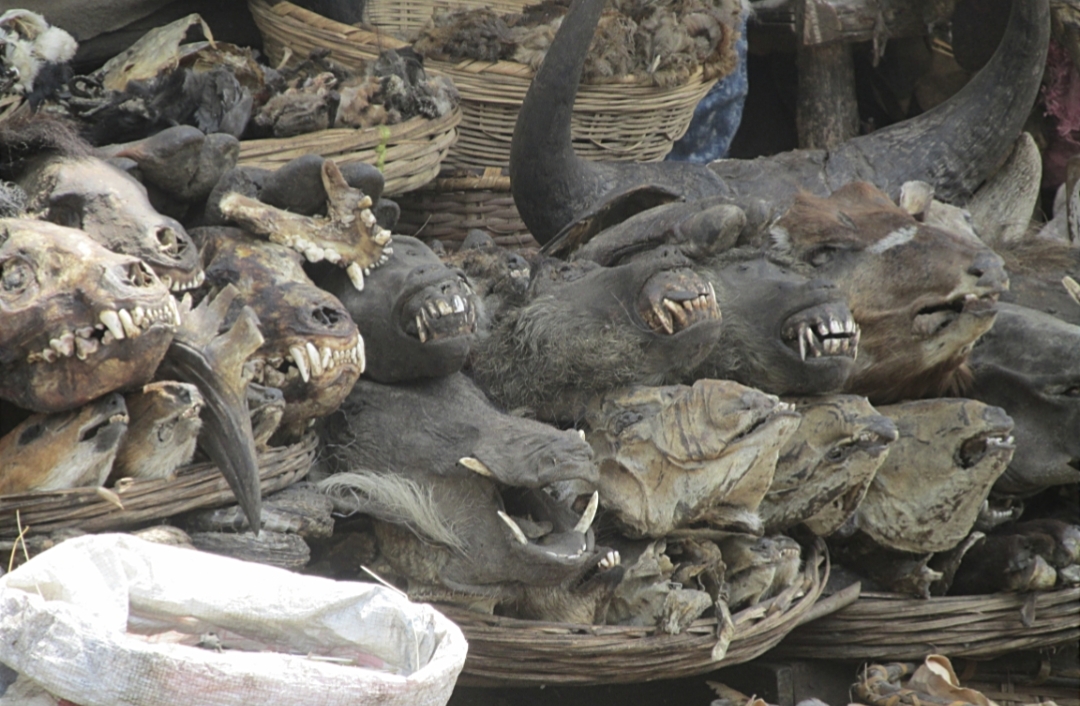 Têtes et ossements d'animaux sauvages en vente sur le marché de la médecine traditionnelle africaine