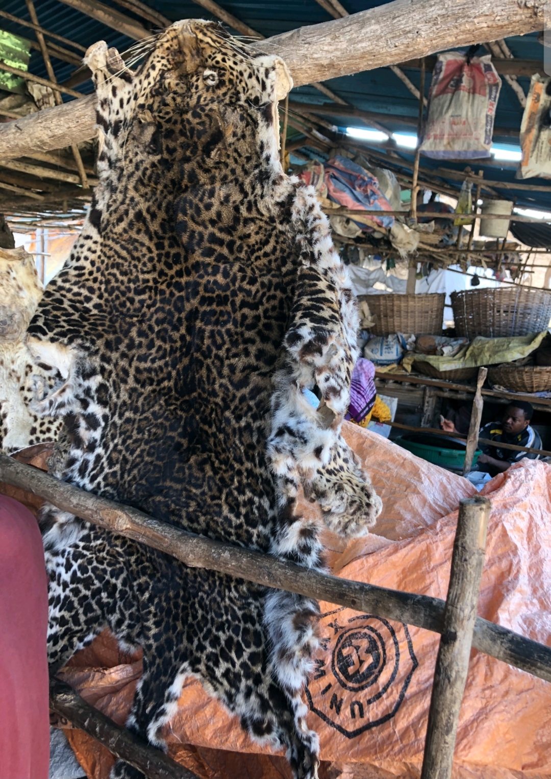 Un léopard sur le marché de la médecine traditionnelle africaine
