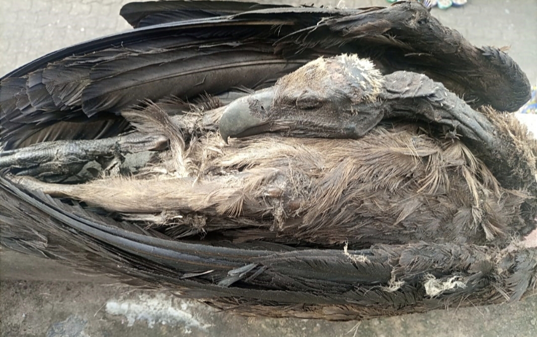 Oiseaux sauvages destinés à la commercialisation sur un marché de médecine traditionnelle